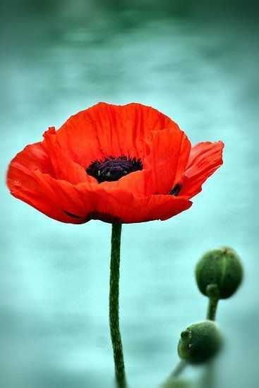 Poppy 1000 ideas about Poppies on Pinterest Poppy drawing Poppies art