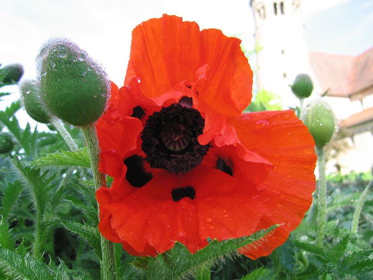 Poppy (given name)