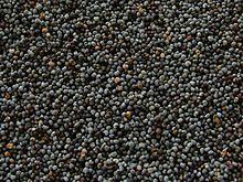 Poppy seed httpsuploadwikimediaorgwikipediacommonsthu