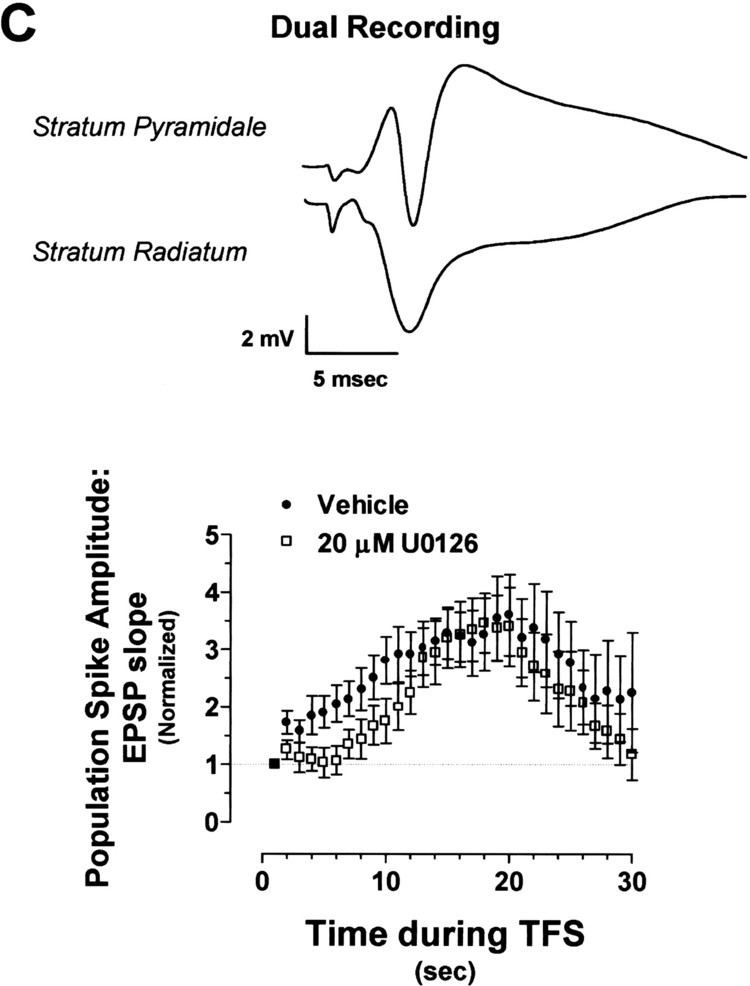 Population spike A Role for ERK MAP Kinase in Physiologic Temporal Integration in