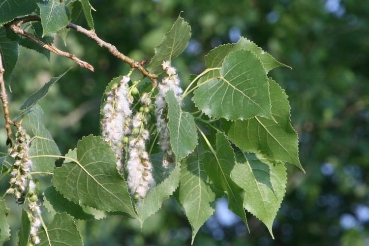 Populus Populus deltoides eastern cottonwood necklace poplar Go Botany