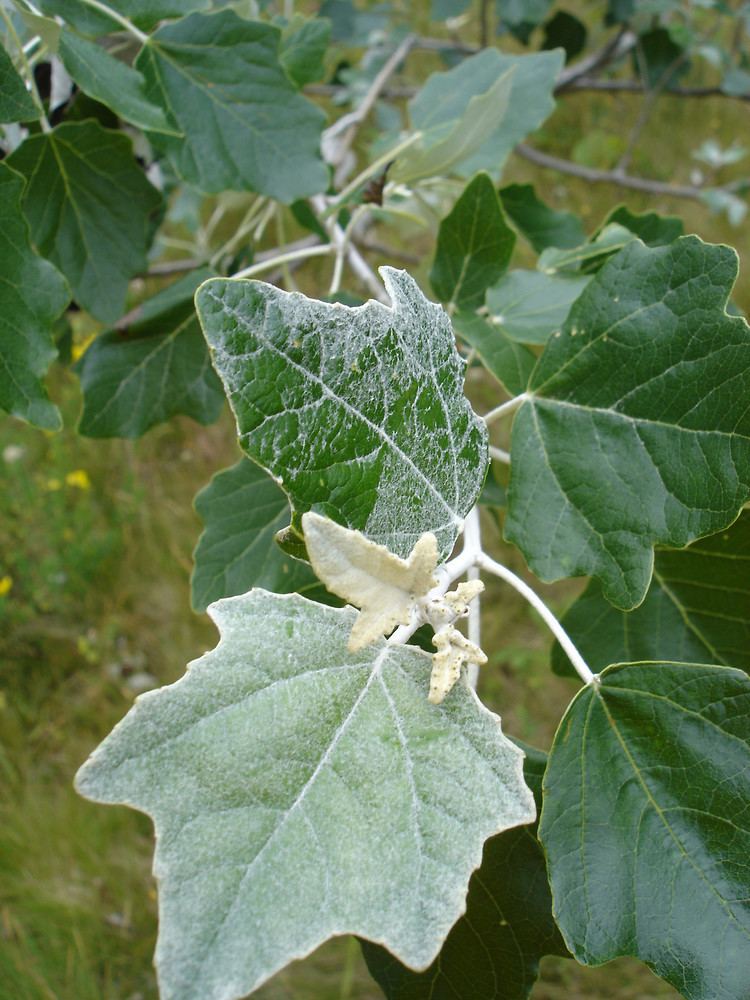 Populus Genus Populus poplar Go Botany