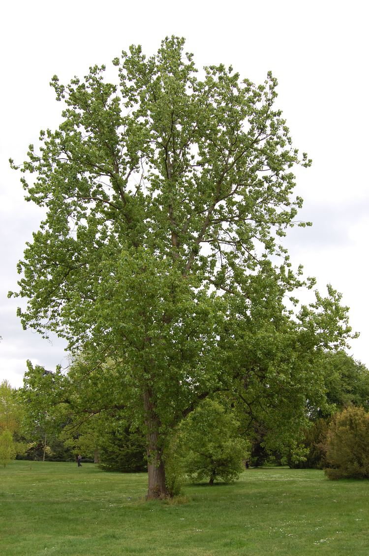 Populus Populus x canadensis 39Robusta39 landscape architect39s pages