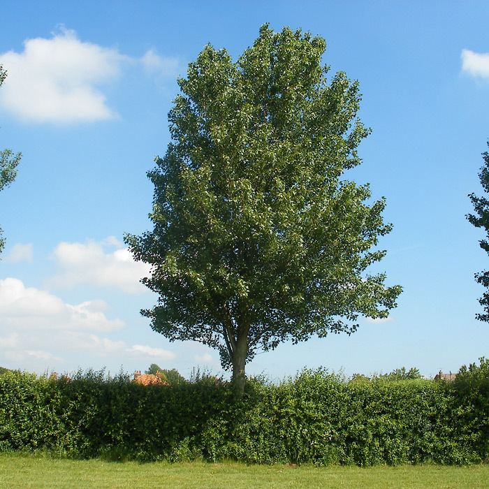 Populus alba Populus alba White Poplar Plants Online Trees and Hedging