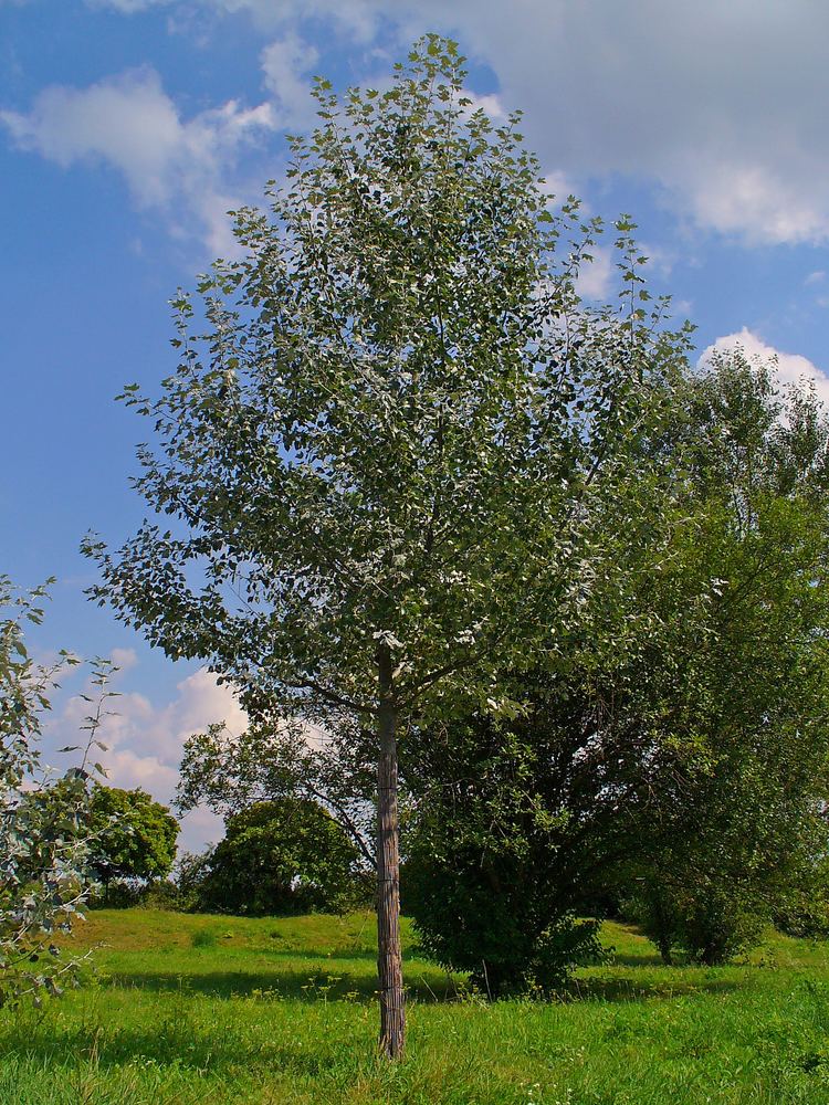 Populus alba Populus alba Wikiwand