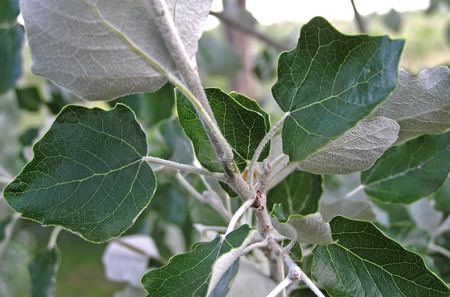 Populus alba Southwest Colorado Wildflowers Populus alba