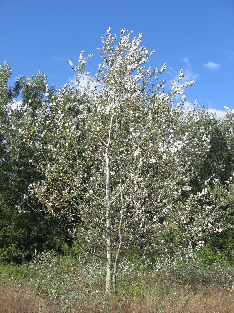 Populus alba FilePopulus alba 01jpg Wikimedia Commons