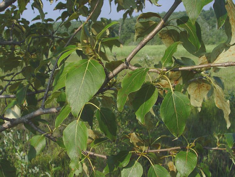 Populus balsamifera Populus balsamifera balsam poplar Go Botany