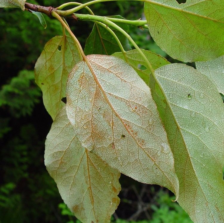 Populus balsamifera Populus balsamifera balsam poplar Go Botany