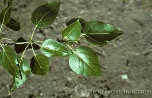Populus balsamifera Populus balsamifera USA National Phenology Network
