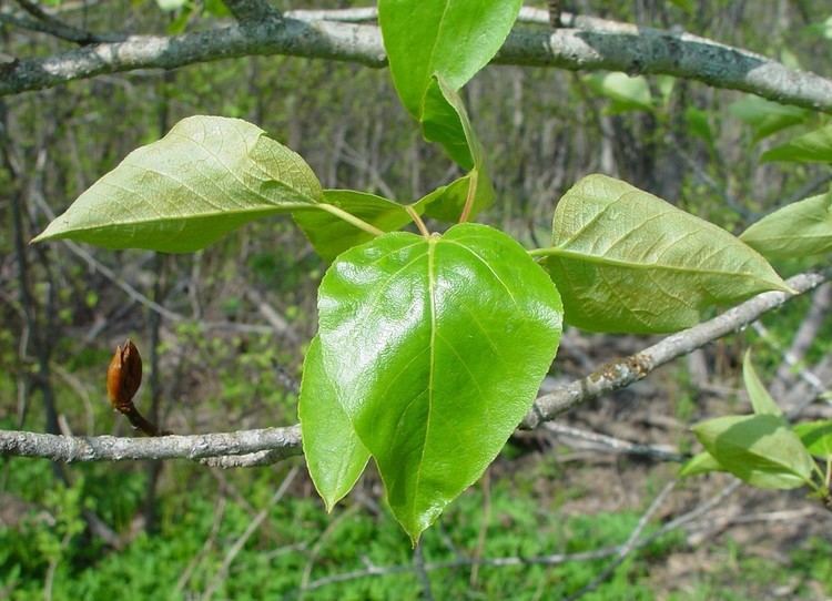 Populus balsamifera Populus balsamifera balsam poplar Go Botany