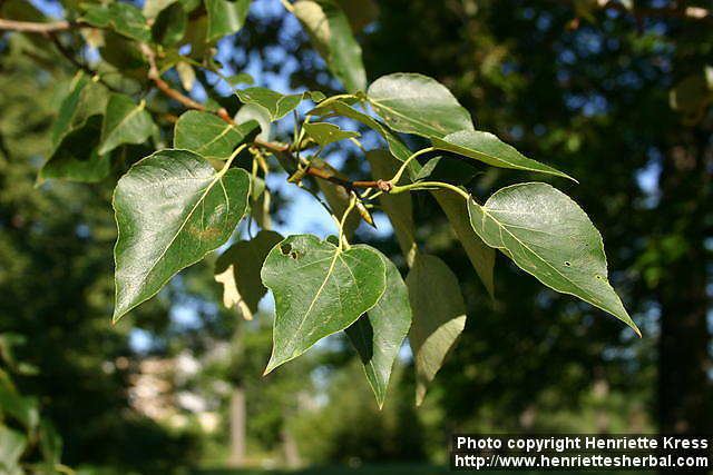 Populus balsamifera Photo Populus balsamifera 2 Henriette39s Herbal Homepage