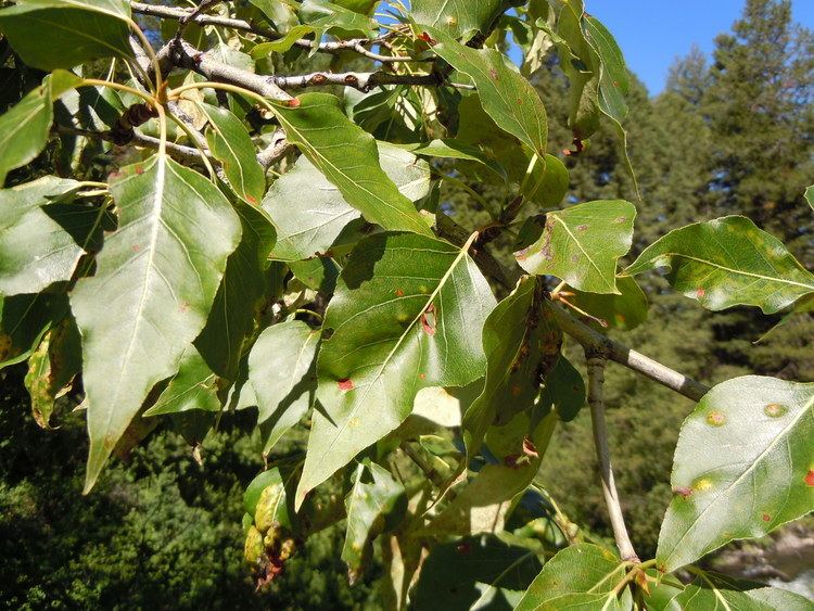 Populus balsamifera FilePopulus balsamifera 5002984834jpg Wikimedia Commons