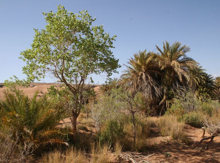 Populus euphratica Populus euphratica Plant Biodiversity of SouthWestern Morocco