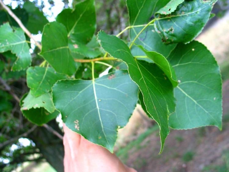 Populus Populus Poplar cottonwood Dutch treeguide at wwwbomengidsnl