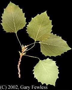 Populus grandidentata Trees of Wisconsin Populus grandidentata bigtooth aspen