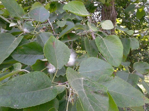 Populus heterophylla Swamp Cottonwood Populus heterophylla