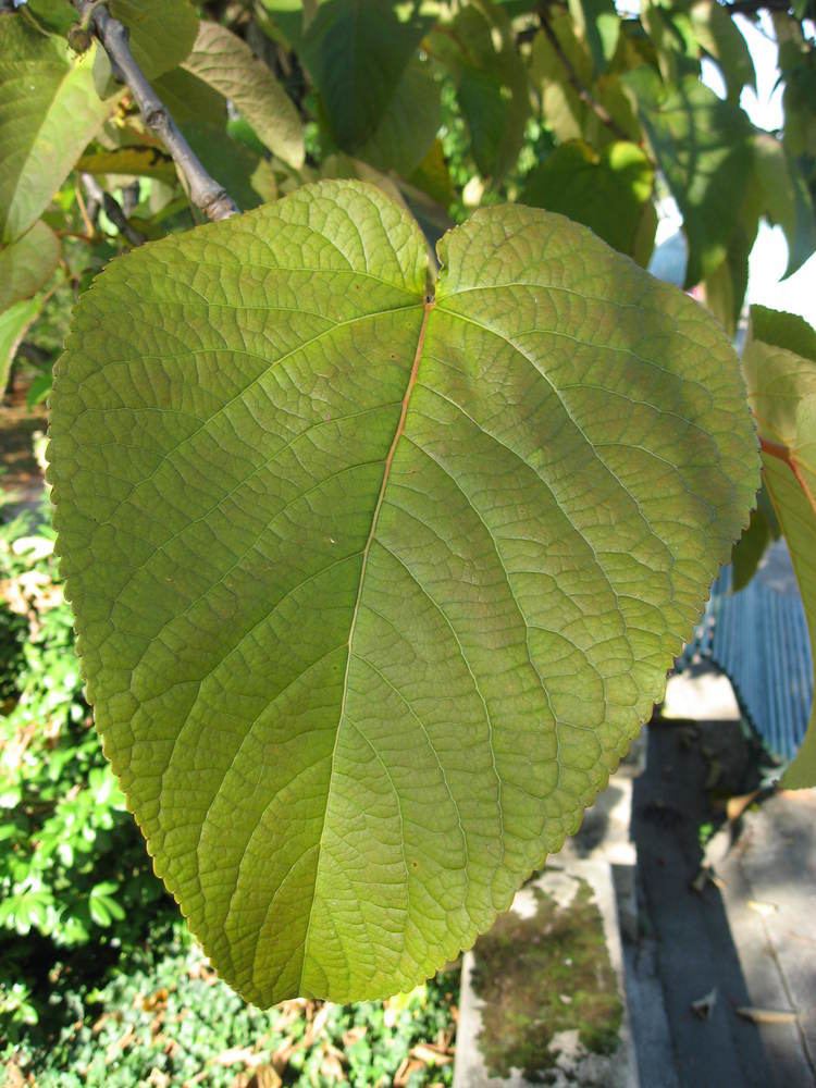 Populus lasiocarpa FilePopulus lasiocarpa leaf 01 by Line1JPG Wikimedia Commons