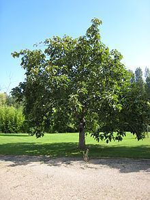 Populus lasiocarpa httpsuploadwikimediaorgwikipediacommonsthu