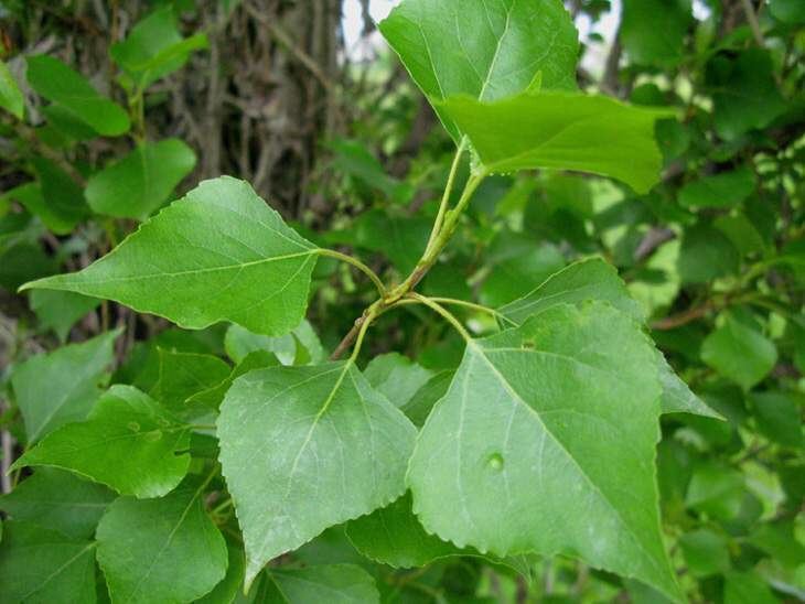 Populus nigra black poplar 6524 English common name Populus nigra