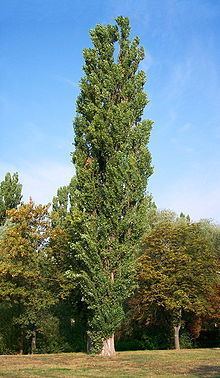 Populus nigra Populus nigra Wikipedia