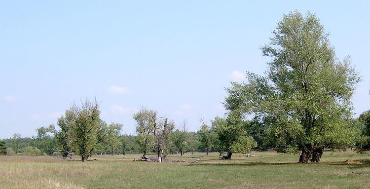 Populus nigra Populus nigra Wikipedia