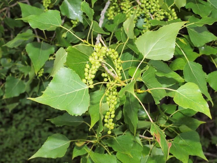 Populus nigra SEINet Arizona Chapter Populus nigra