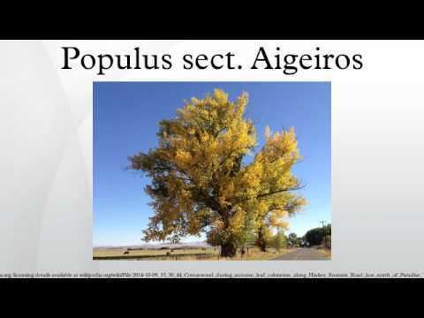 Populus sect. Aigeiros Populus sect Aigeiros YouTube