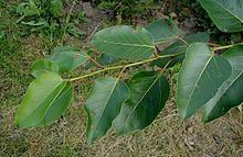 Populus sect. Tacamahaca httpsuploadwikimediaorgwikipediacommonsthu