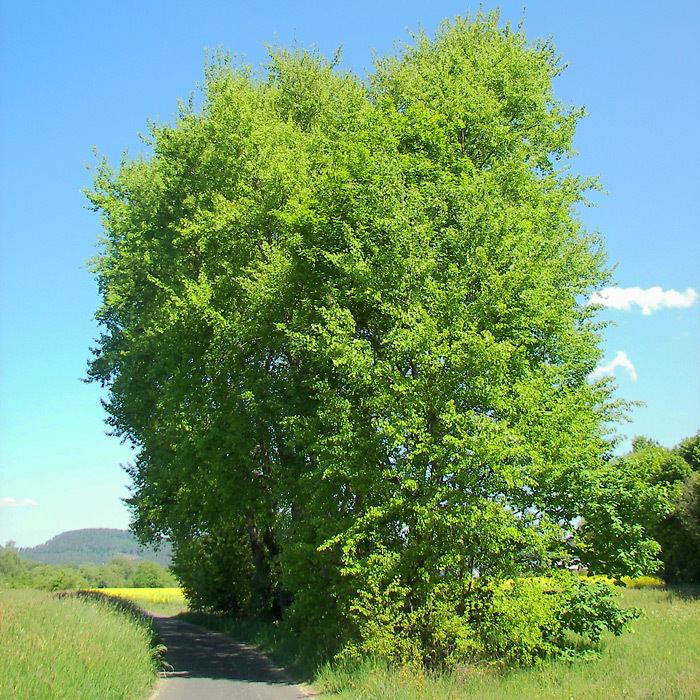 Populus tremula Populus tremula Aspen Plants Online Trees and Hedging