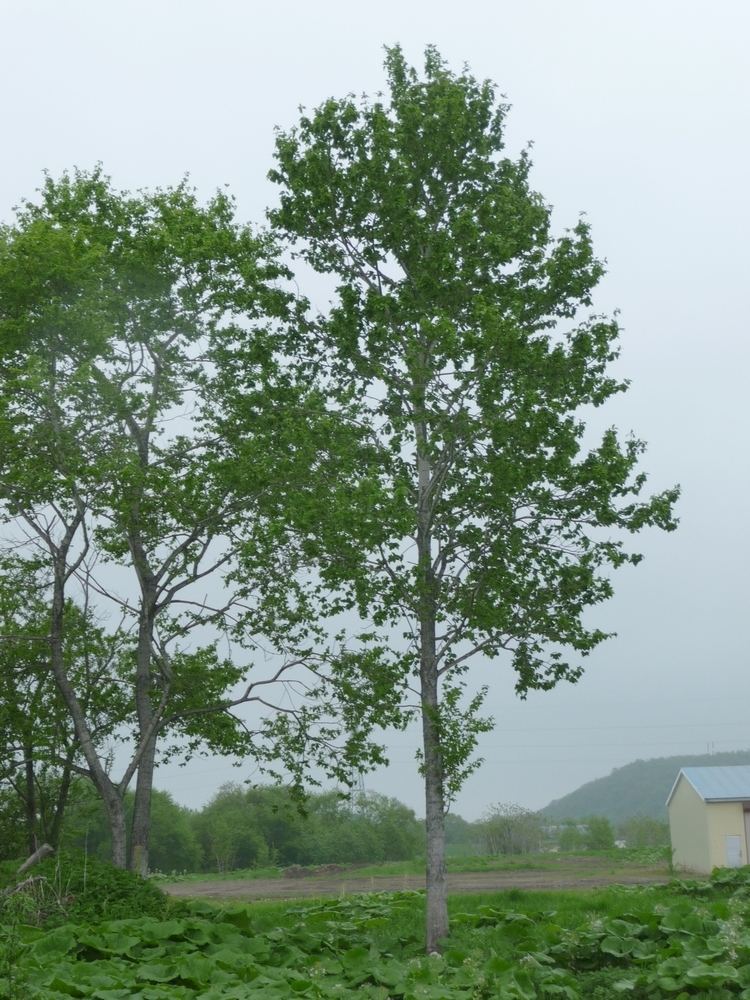 Populus tremula FilePopulus tremula var sieboldii in Hokkaido2jpg Wikimedia Commons