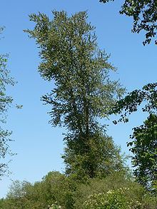 Populus trichocarpa httpsuploadwikimediaorgwikipediacommonsthu