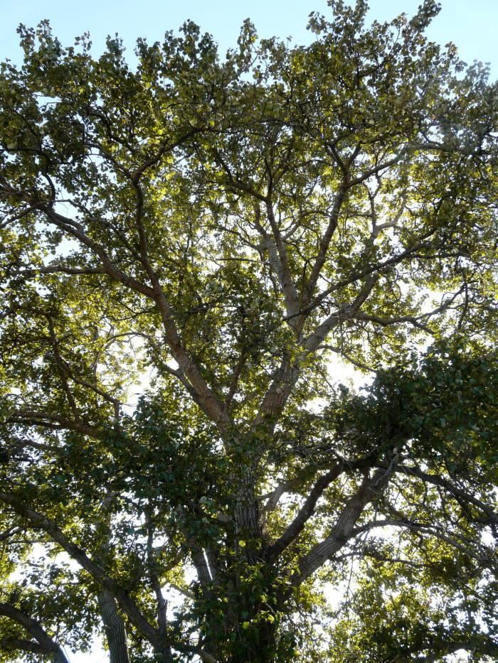 Populus trichocarpa Populus trichocarpa Black Cottonwood