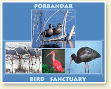 Porbandar Bird Sanctuary wwwindianwildlifecomimagesporbandarbirdsanc