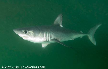 Porbeagle Porbeagle Sharks Lamna nasus MarineBioorg