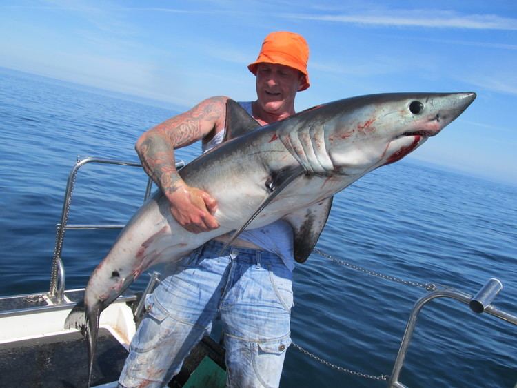 Porbeagle Irish Angling Update porbeagle shark