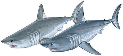 Porbeagle Porbeagle Shark Research Institute