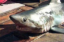 Porbeagle Porbeagle Wikipedia