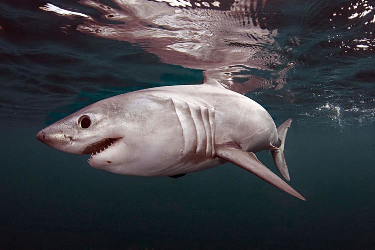 Porbeagle Porbeagle Shark Shark Week Discovery