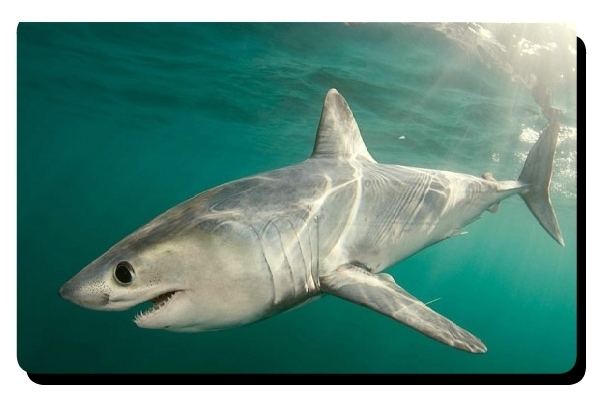 Porbeagle Porbeagle Shark Facts Strong and Fast All Five Oceans