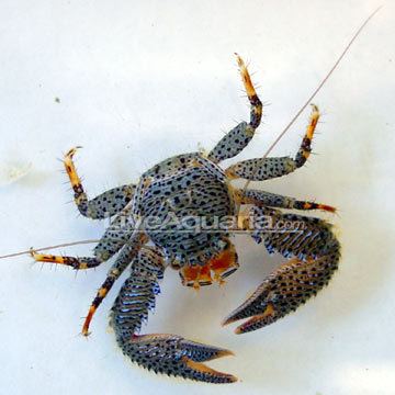 Porcelain crab Crab