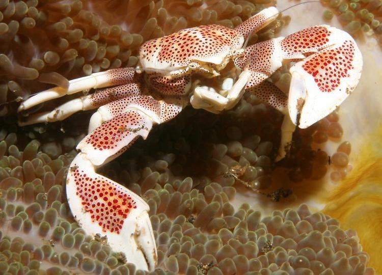 Porcelain crab Reef Livestock for your Marine Tank