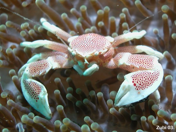 Porcelain crab will porcelain crab harm sexy shrimp in pico Invertebrate Forum