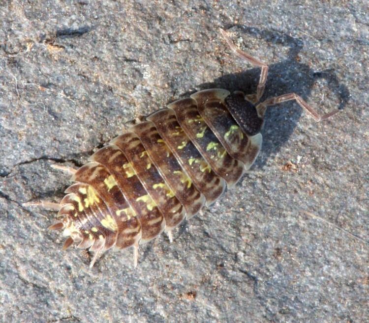 Porcellio Porcellio spinicornis Porcellio spinicornis NatureSpot