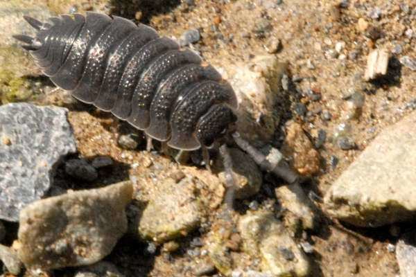 Porcellio Porcellio scaber