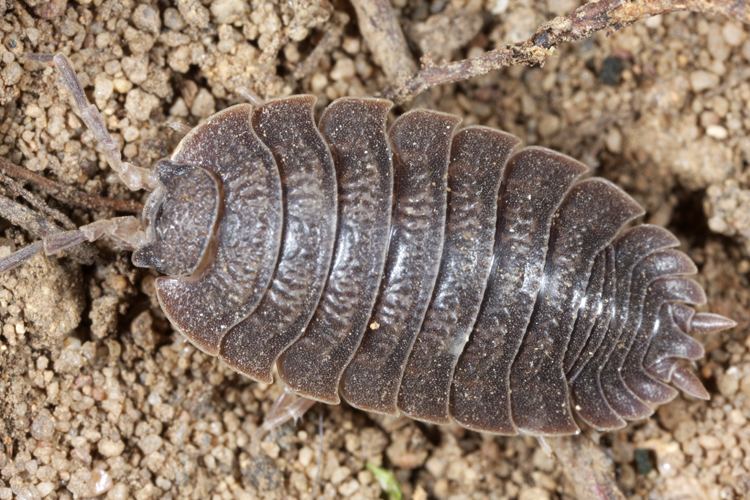 Porcellio Porcellio dilatatus Woodlouse