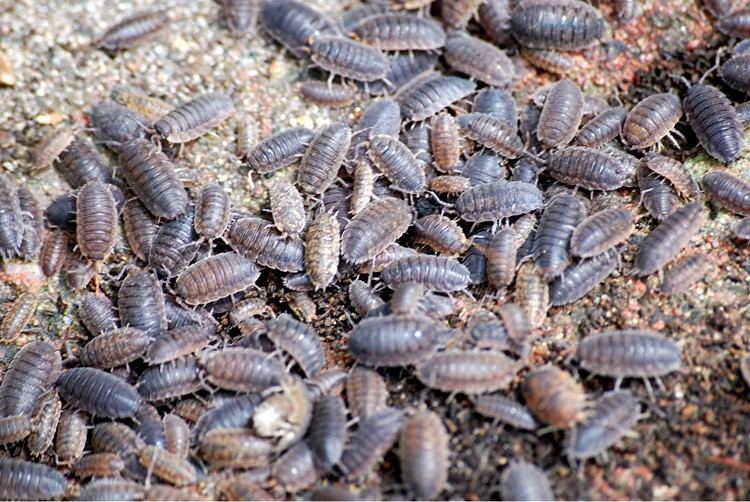 Porcellio Porcellio Wikipdia