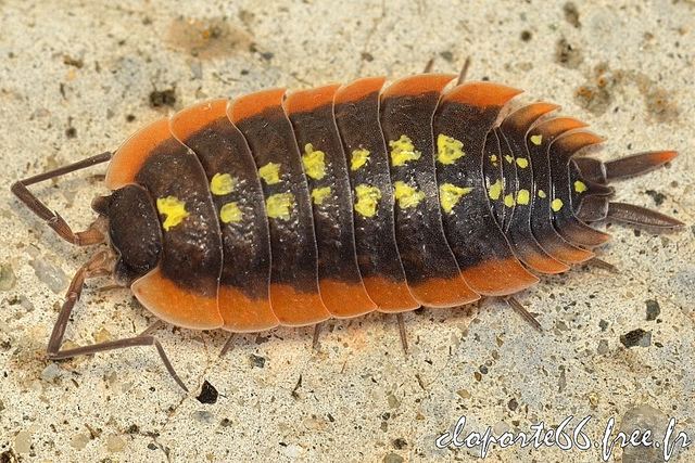 Porcellio Porcellio Flickr