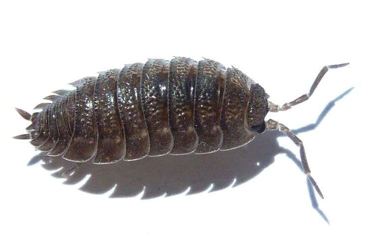 Porcellio scaber FilePorcellio scaber i Pretoriajpg Wikimedia Commons