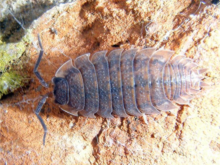 Porcellio scaber Common Rough Woodlouse Porcellio scaber NatureSpot